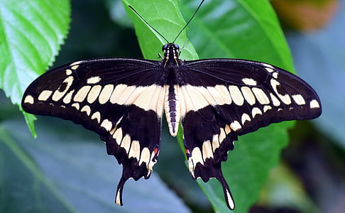 tiger swallowtail butterfly on green leaf thumbnail