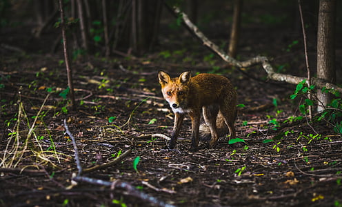 shallow focus photography of brown fox thumbnail