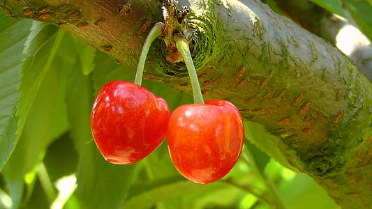 red fruits thumbnail