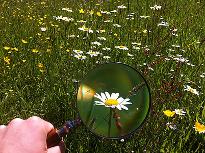 person using magnifying glass on daisy flower thumbnail