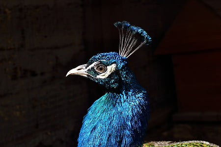close-up photo blue peacock thumbnail