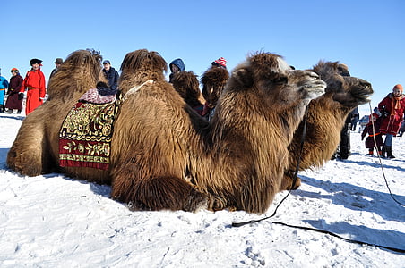 brown camel on white sand at blue hour thumbnail