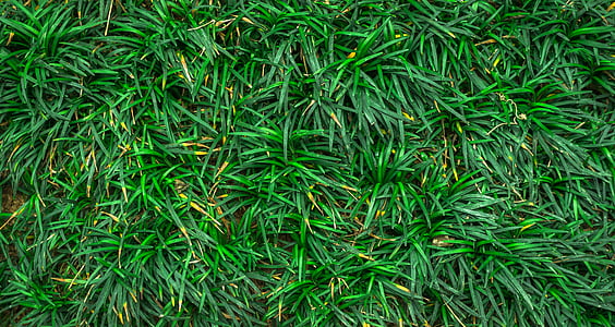 green grass thumbnail