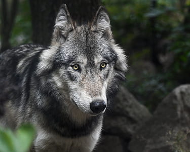 gray and black wolf beside tree thumbnail