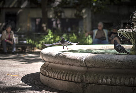 selective focus photography of pigeon perched on fountain edge thumbnail