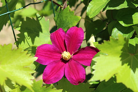 close-up photo of pink clematis flower thumbnail