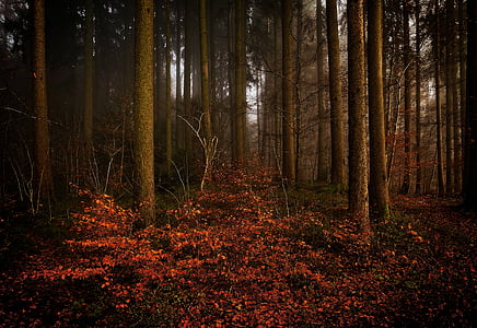 landscape photography of forest thumbnail