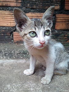white and brown tabby kitten thumbnail
