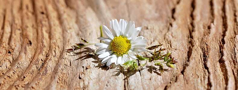 white daisy flower photo thumbnail