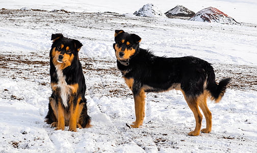 two medium short-coated tan and black dogs thumbnail