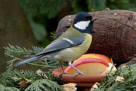 yellow and black feathered bird on brown pot near plants thumbnail