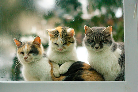 shallow focus photography of three Calico cats thumbnail