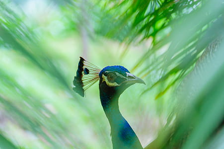 Close-up Photography of Blue Peacock thumbnail