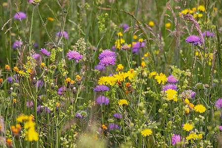 photo of purple and yellow flowers thumbnail