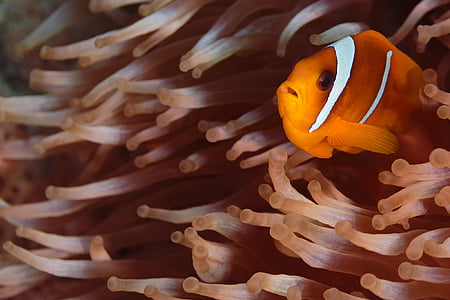 orange clown fish on corals thumbnail