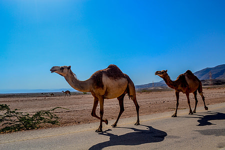 two brown camels on black conrete pavement thumbnail