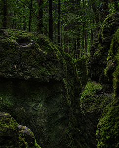 green mossy rocks near trees thumbnail