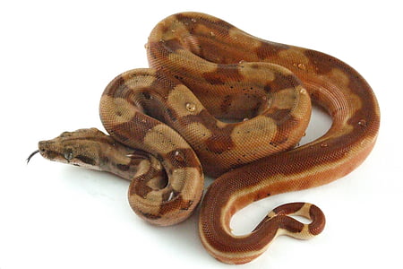 brown Burmese python thumbnail