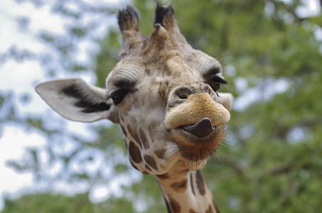 brown giraffe thumbnail