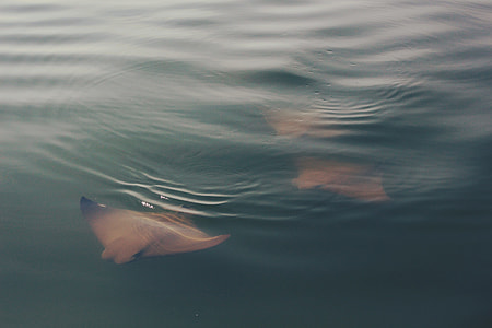 three brown sting rays thumbnail