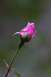 shallow focus photo of pink tulips thumbnail