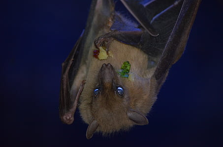 closeup photography of brown bat thumbnail