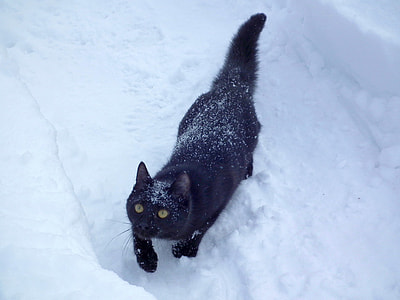 black cat walking on snow thumbnail