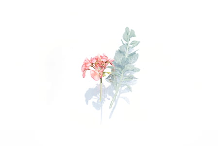 red Geranium flower and green leaf thumbnail