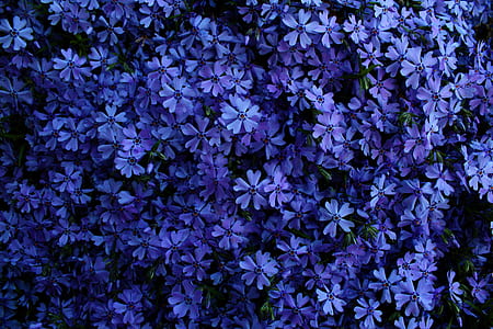 purple petaled flowers thumbnail