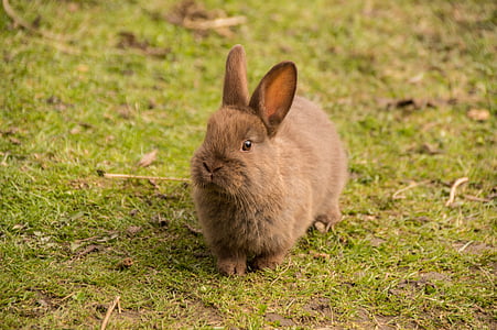 brown rabbit on green grass thumbnail