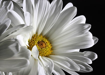 white daisy flowers thumbnail