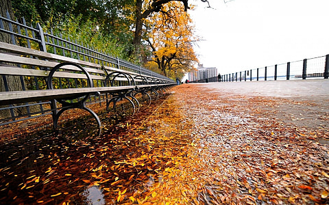 brown bench under tree thumbnail