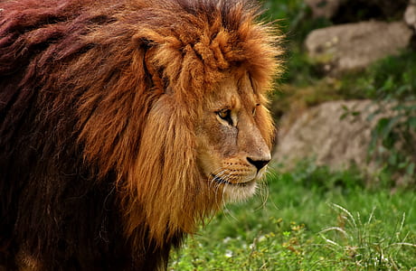 Lion photography thumbnail