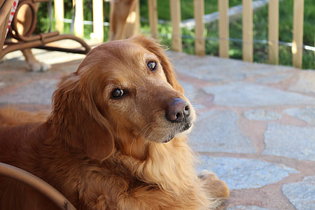 shallow focus photography of brown medium coated dog during daytime thumbnail
