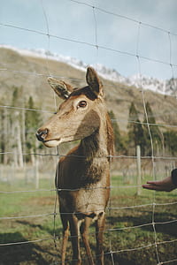 animal sticking out his head outside the fence thumbnail