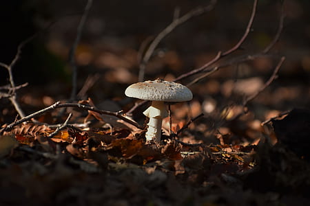 white fungus thumbnail