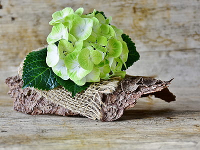 green leafed plant thumbnail