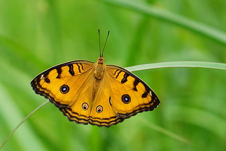 yellow and black tiger butterfly on green leaf plant thumbnail