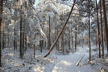 Snow Field Forest thumbnail