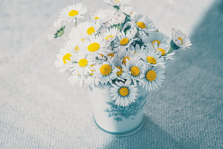 white daisy flower photo thumbnail