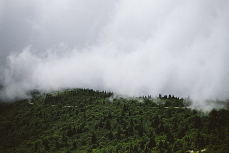 green foliage forest with clouds thumbnail