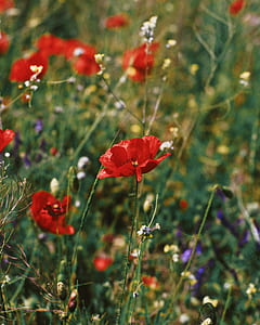 close-up photo of red poppy flower thumbnail