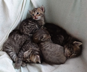tabby kittens on bed thumbnail