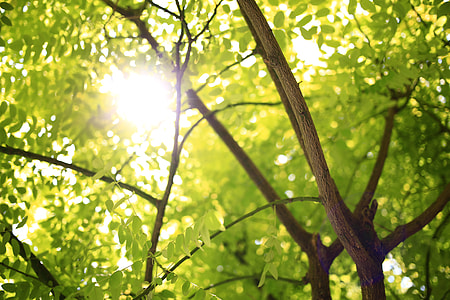 green leafed tree in shallow focus photography thumbnail