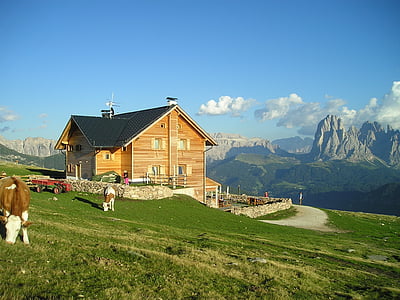 two brown cows near brown house thumbnail