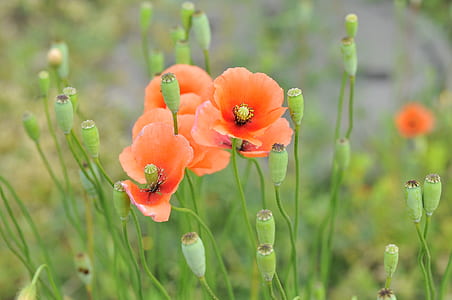 selective focus photography of orange petaled flowers thumbnail