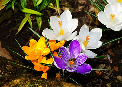 white, purple, and yellow petaled flowers thumbnail