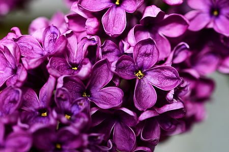 purple 4-petaled flowers thumbnail