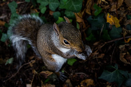 squirrel on leaves thumbnail