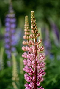 Purple Petaled Flower thumbnail